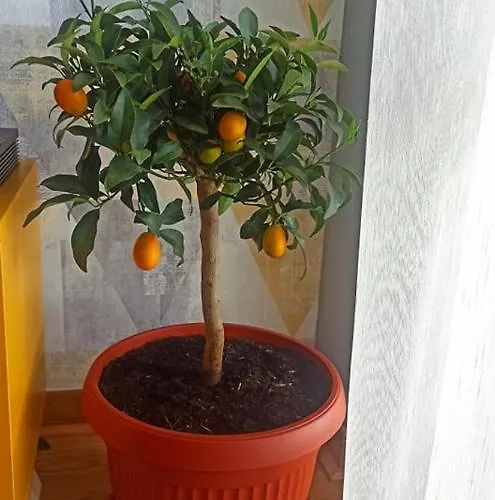 Apartment Abv Podgorica